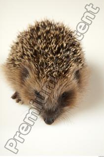 Hedgehog - Erinaceus europaeus  0066